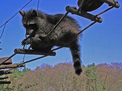 Waschbär im Wildpark bei Neuruppin