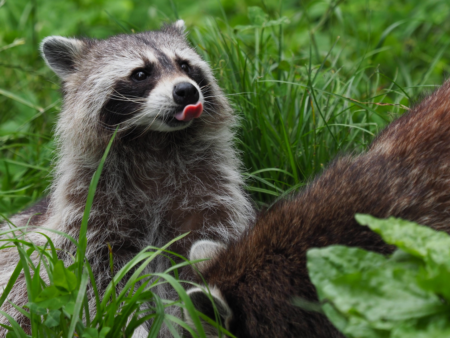 Waschbär im Wildpark Feldkirch