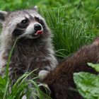 Waschbär im Wildpark Feldkirch