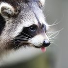 Waschbär im Wildpark Lüneburger Heide