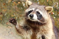 Waschbär im Wildpark Lüneburger Heide