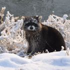 Waschbär im Winter