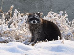 Waschbär im Winter