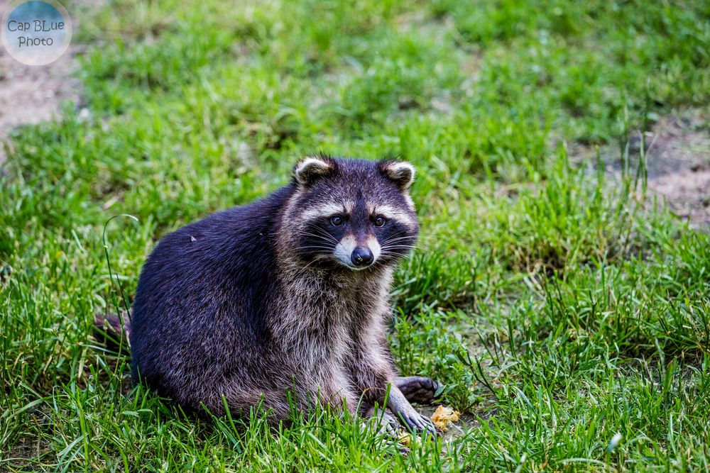 Waschbär im Wormser Zoo