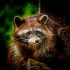 Waschbär im Zoo