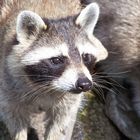 waschbär im zoo am meer