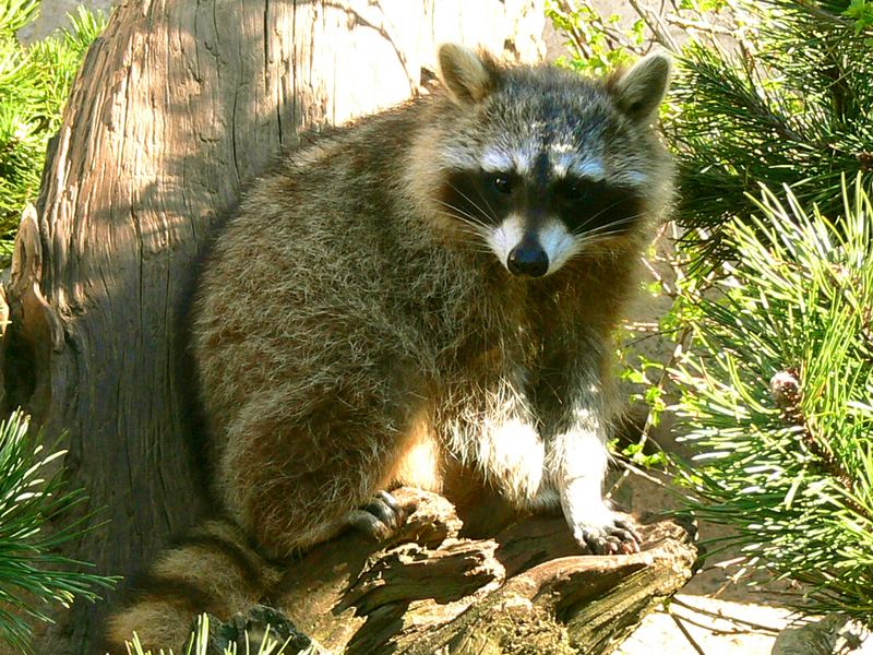 Waschbär im Zoo am Meer