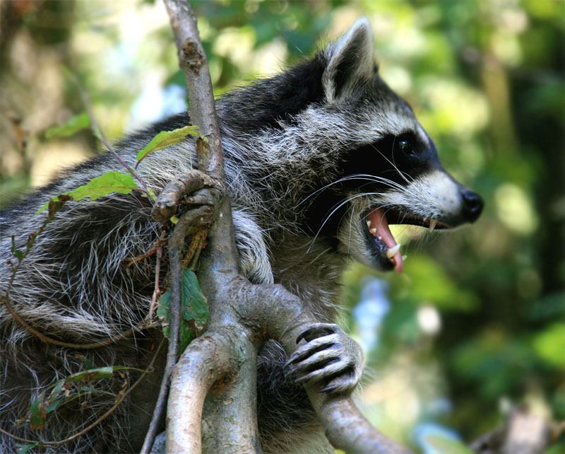 Waschbär im Zoo Braunschweig