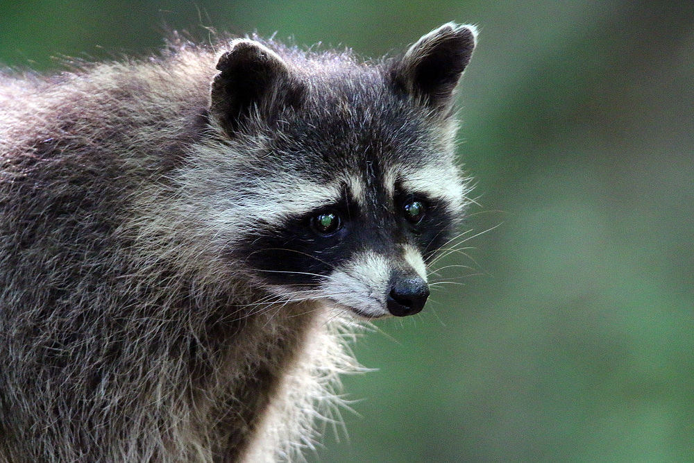 Waschbär im Zoo Eberswalde