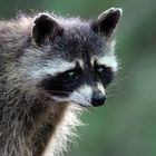 Waschbär im Zoo Eberswalde