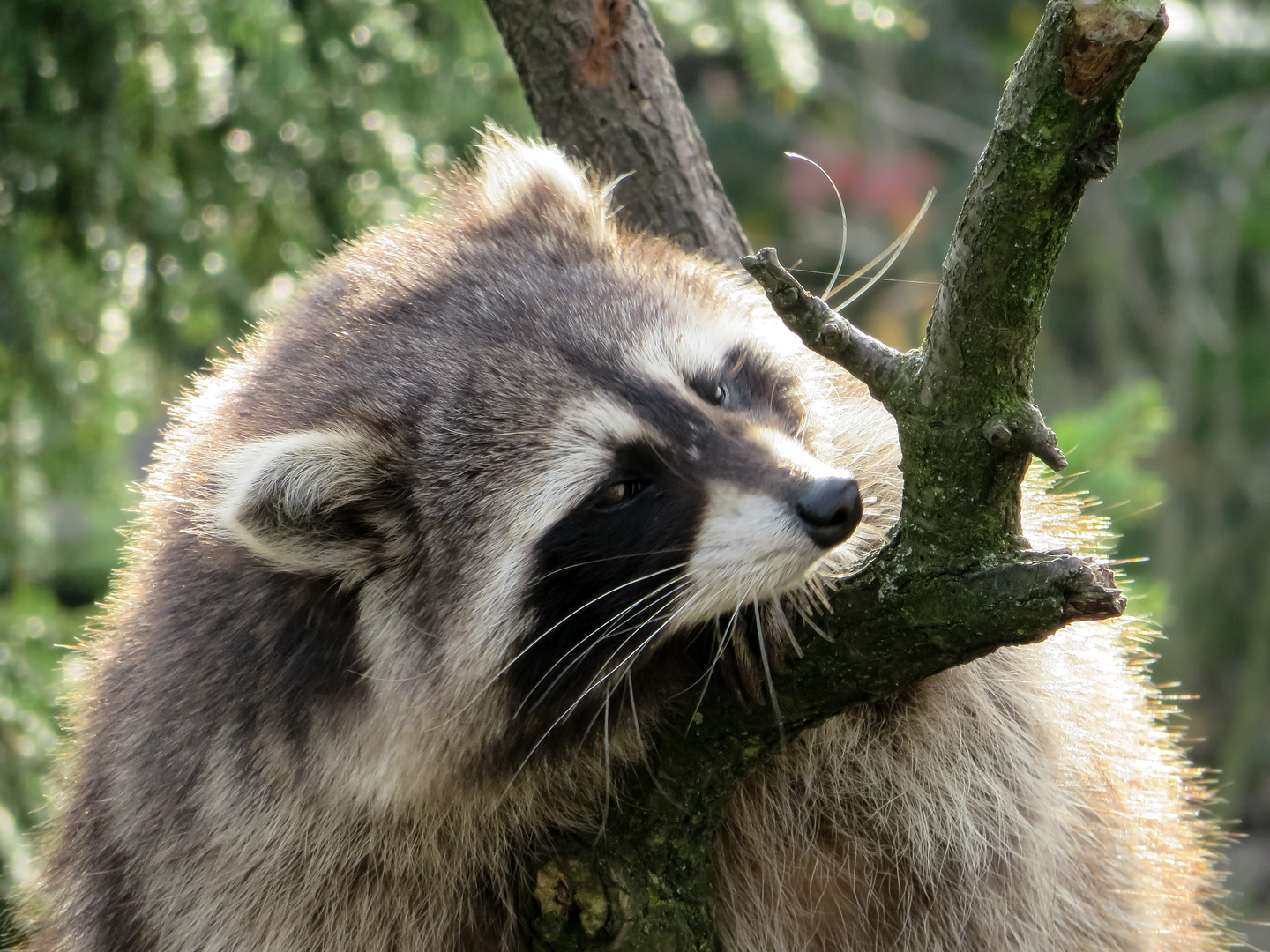 Waschbär im Zoo Hannover #1