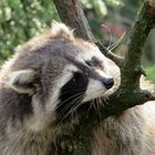 Waschbär im Zoo Hannover #1