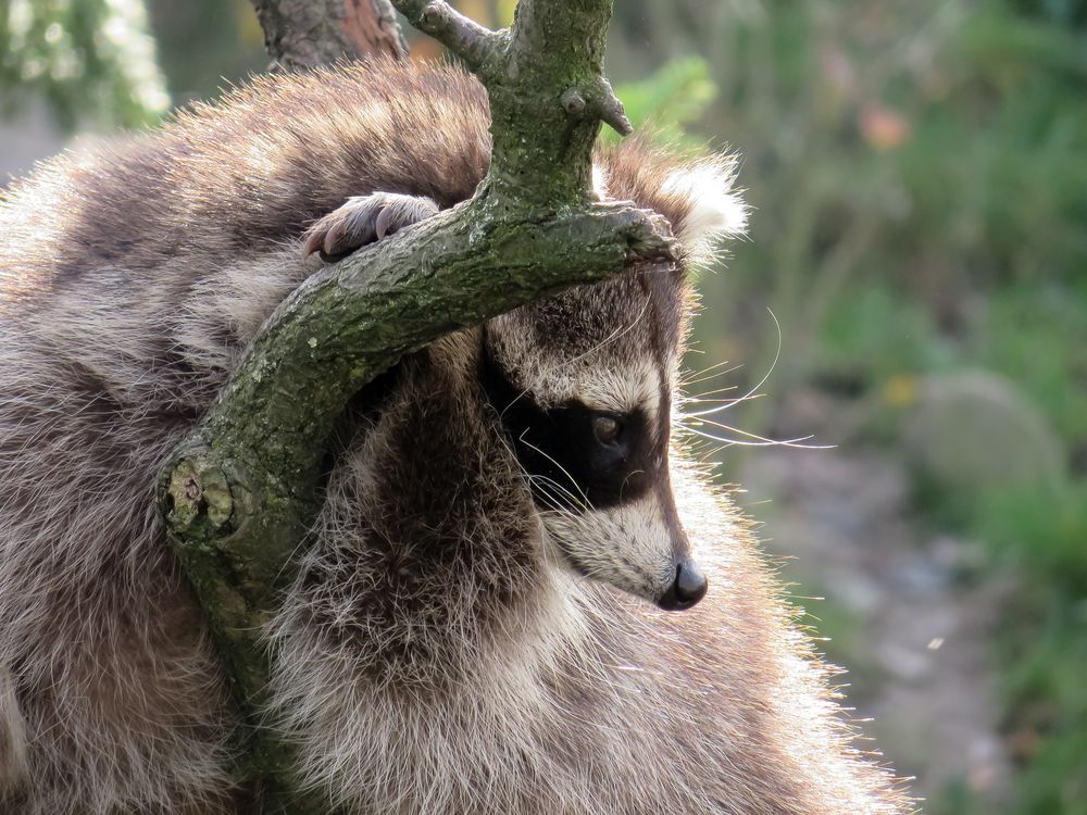 Waschbär im Zoo Hannover #2