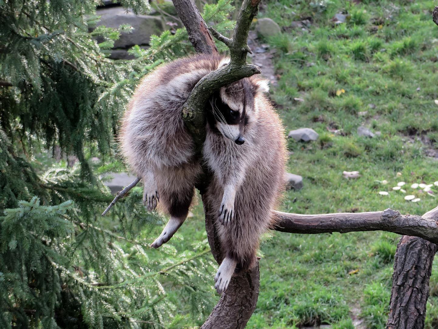 Waschbär im Zoo Hannover #3