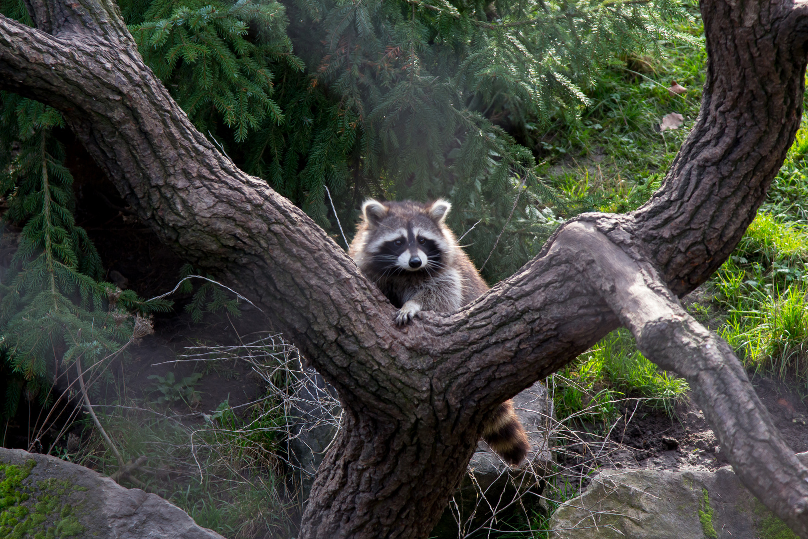 Waschbär im Zoo Hannover #4