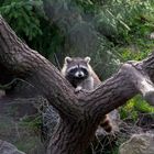 Waschbär im Zoo Hannover #4