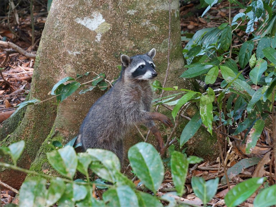 Waschbär in Costa Rica