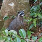 Waschbär in Costa Rica