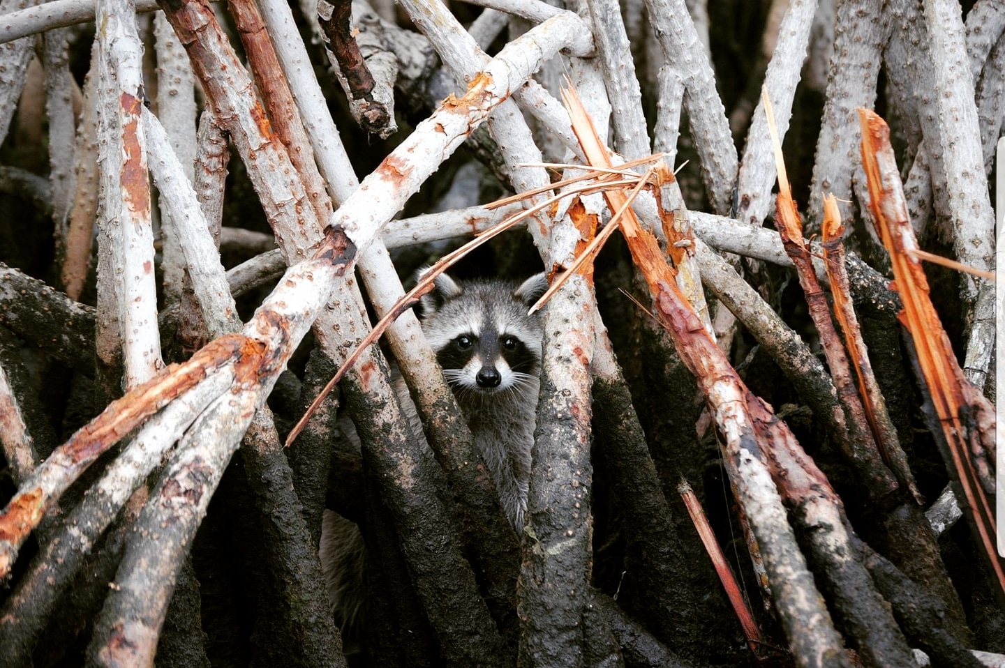 Waschbär in den Everglades