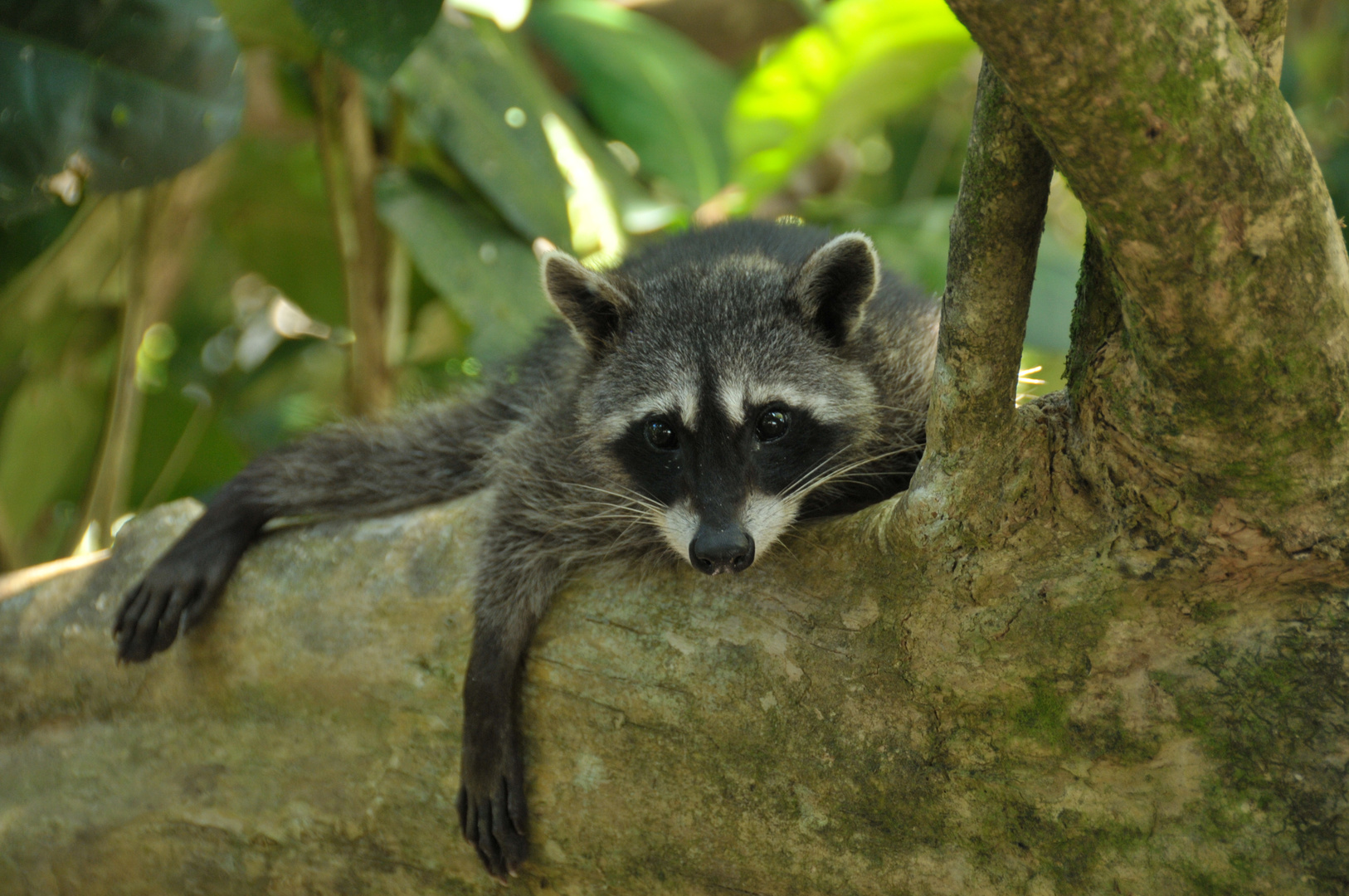 Waschbär in der Mittagspause - Manuel Antonio National Park