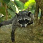 Waschbär in der Mittagspause - Manuel Antonio National Park