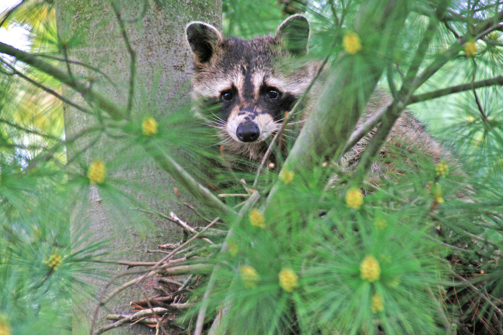 Waschbär in der Tanne