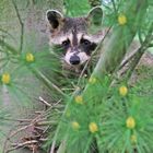 Waschbär in der Tanne