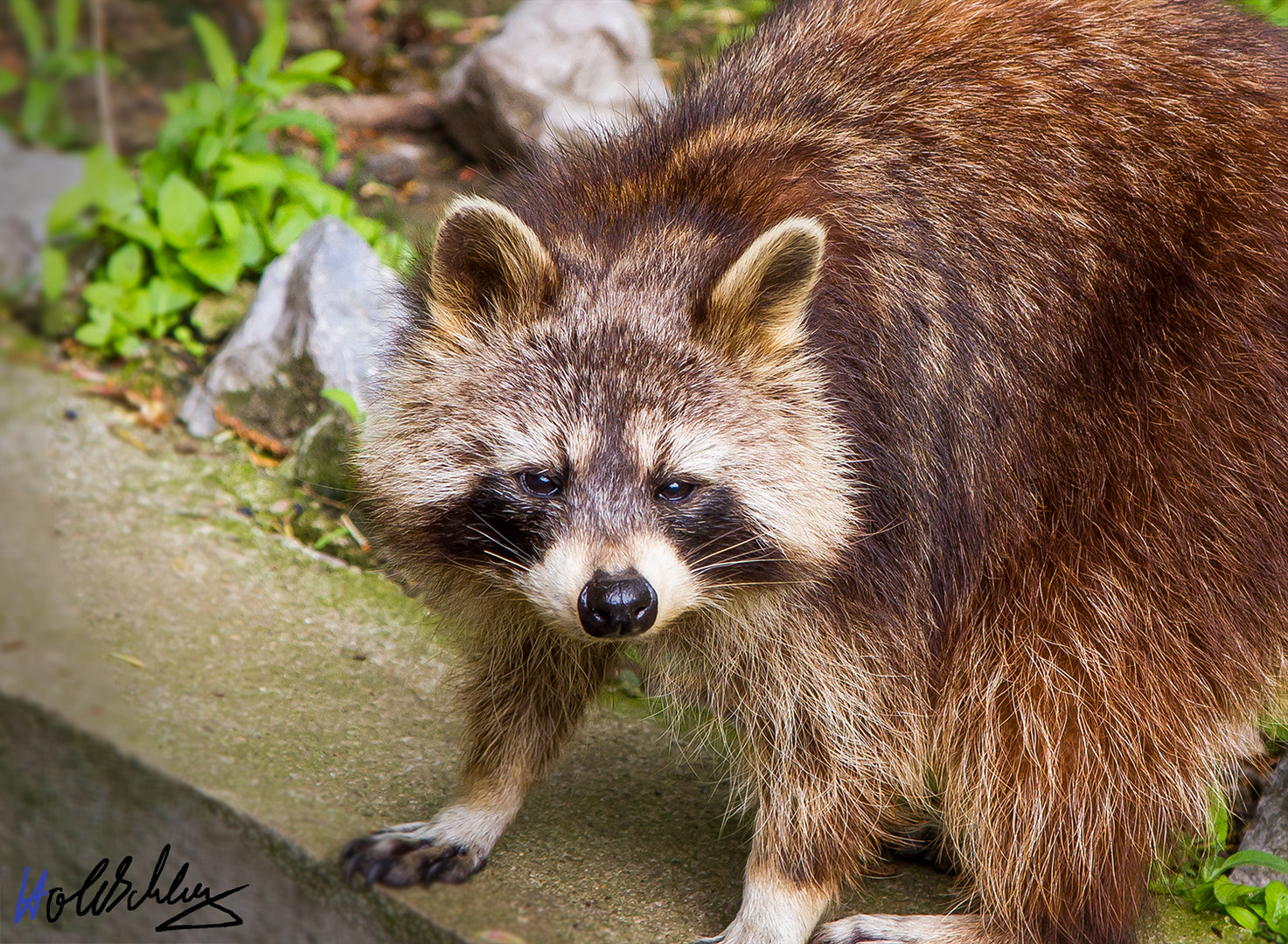 Waschbär in Duisburg Zoo