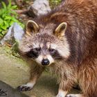 Waschbär in Duisburg Zoo