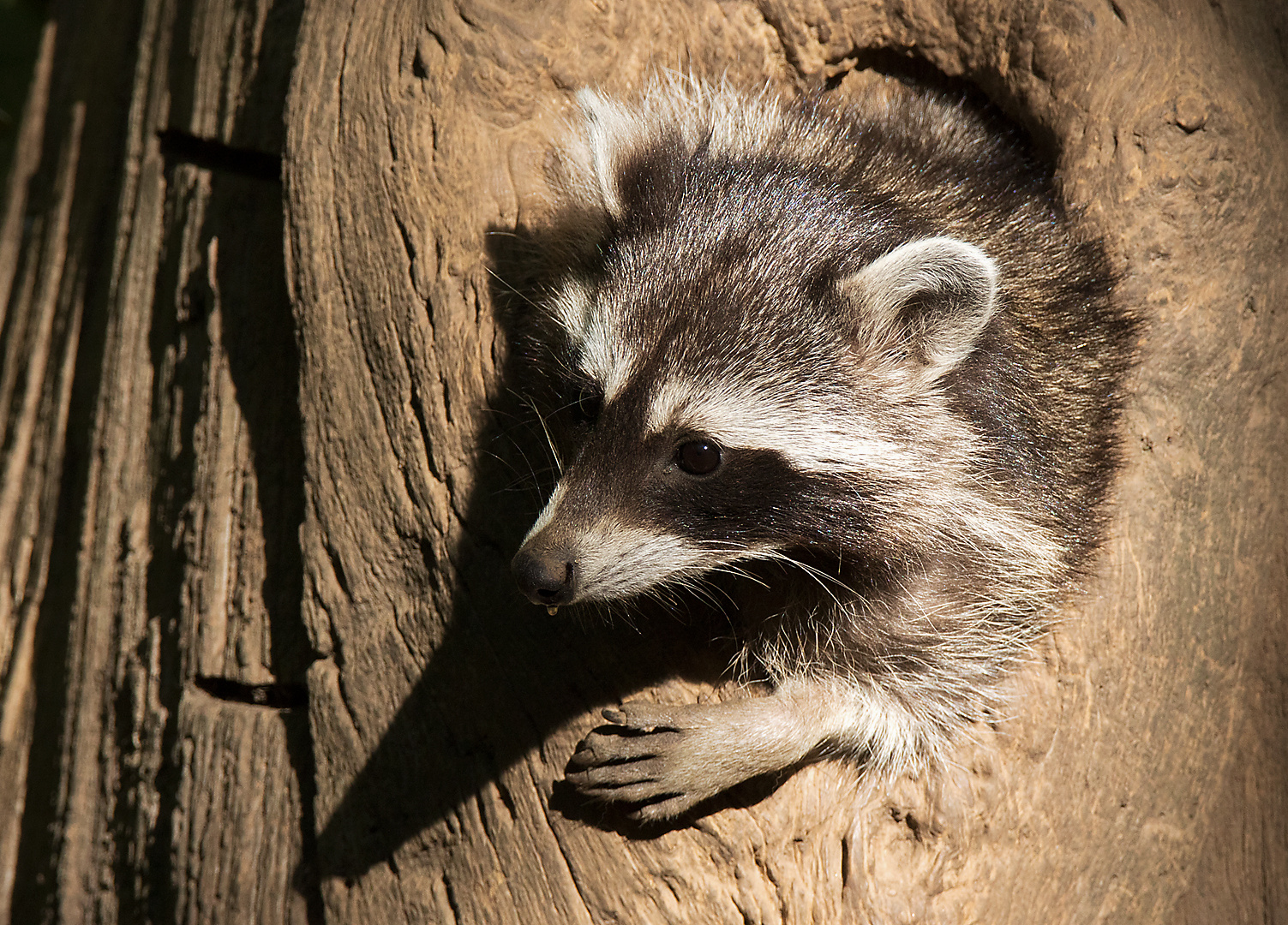 Waschbär in Höhle 002