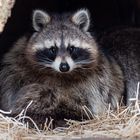 Waschbär in seinem Domizil. 