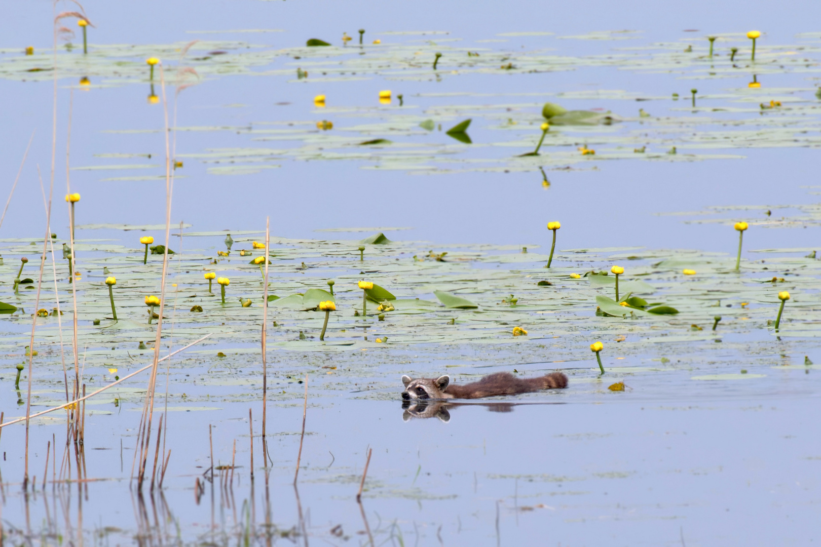 Waschbär in seinem Element