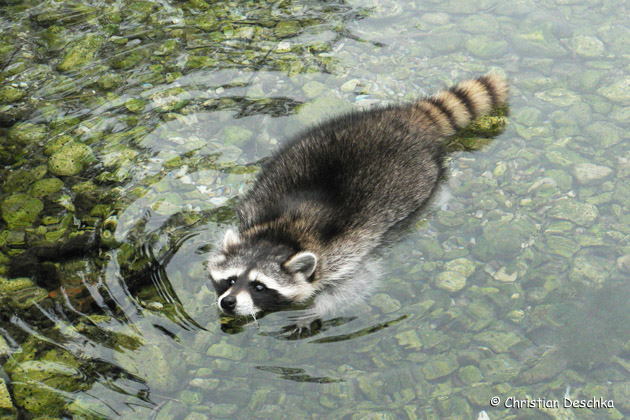 Waschbär in seinem Element