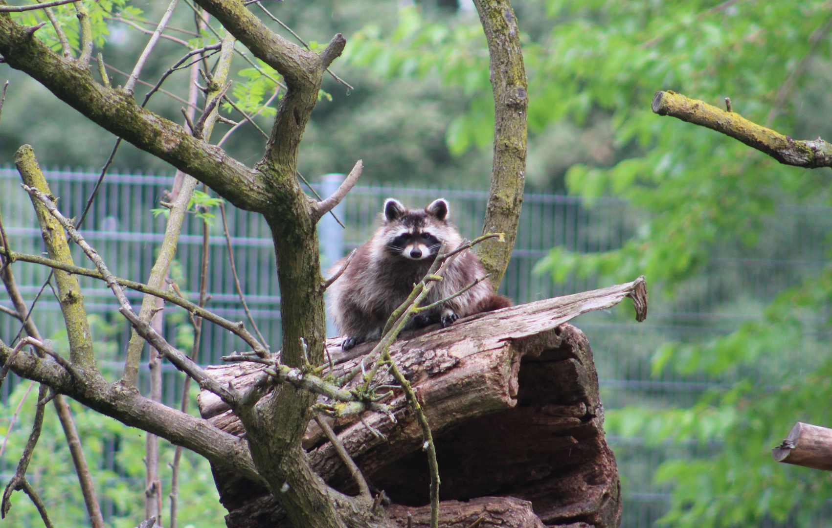 Waschbär is watching you...