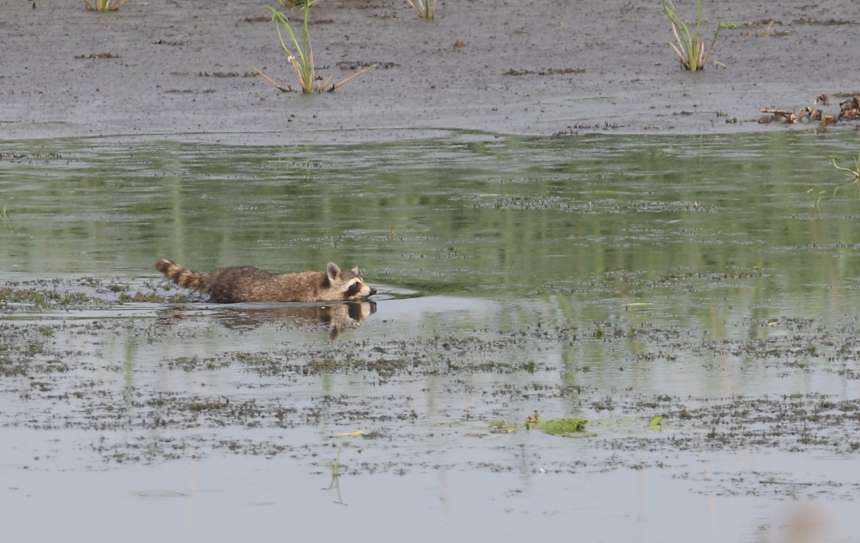 Waschbär Juli 14