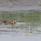 Waschbär Juli 14