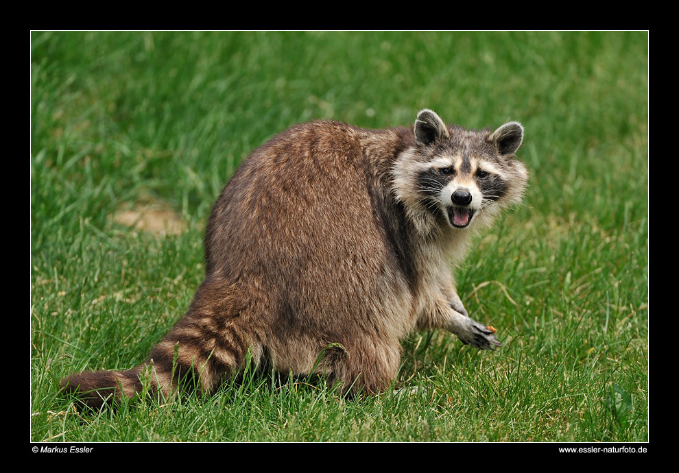 Waschbär • Kirchhundem, Deutschland (16-31423)