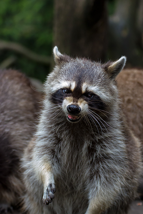 Waschb r lustig  Foto Bild  tiere zoo wildpark 