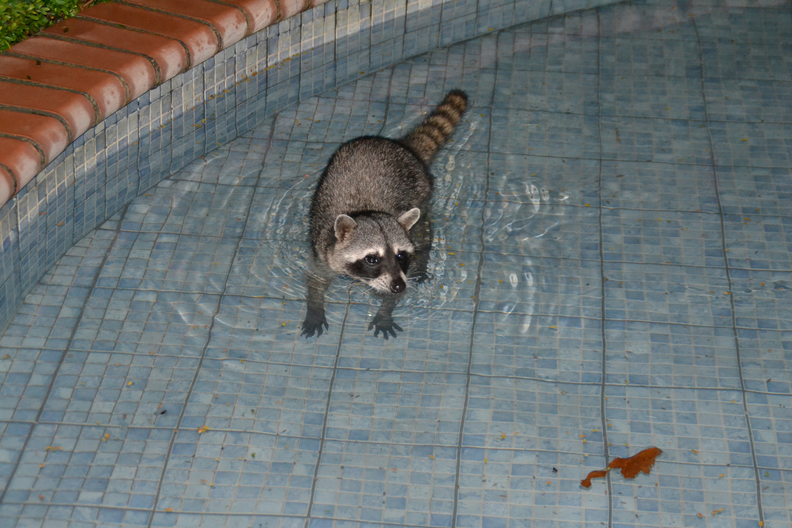 Waschbär macht seinen Namen alle Ehre