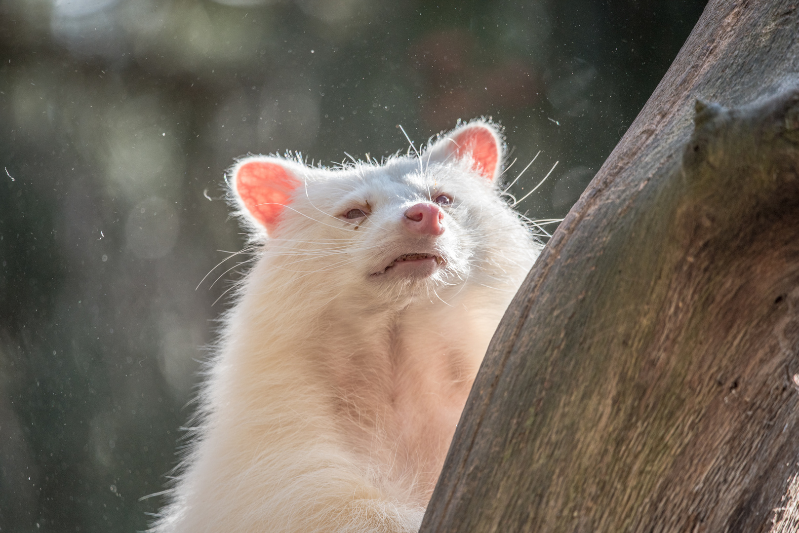 Waschbär mal anders