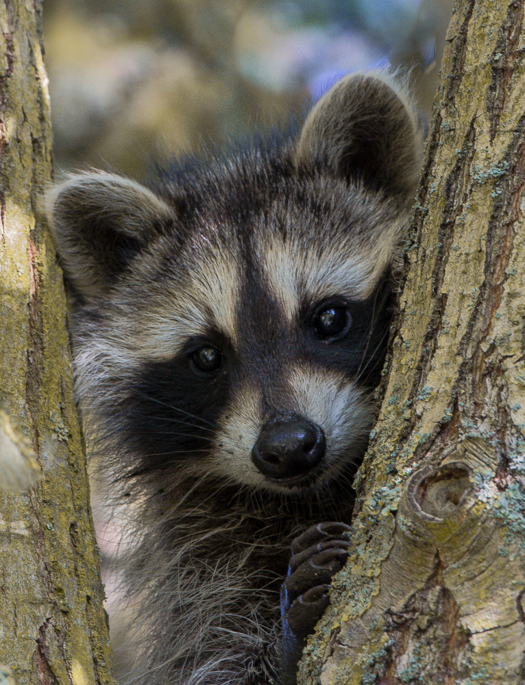 Waschbär mit Durchblick