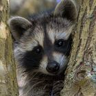 Waschbär mit Durchblick