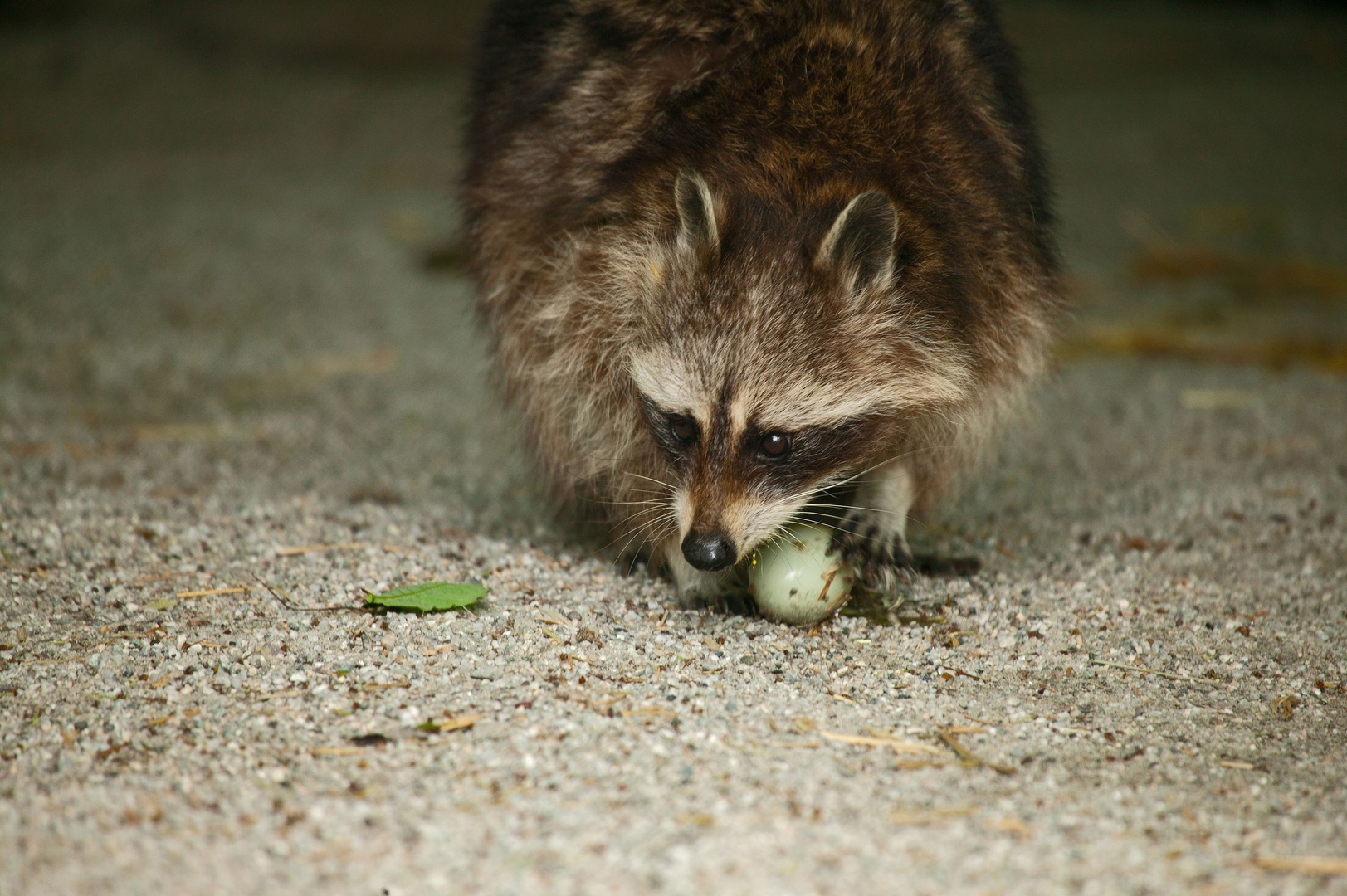 Waschbär mit Ei (kein Menüvorschlag)