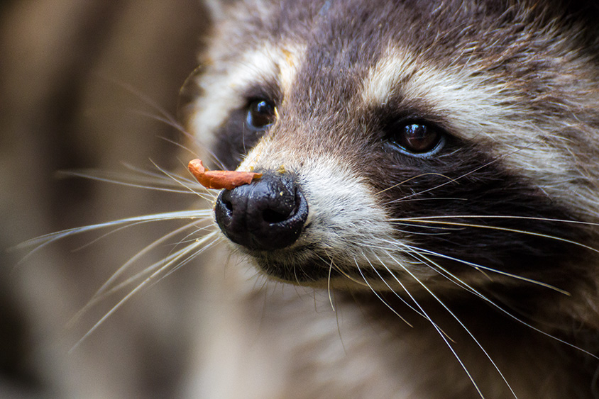 Waschbär mit Erdnusspelle an der Nase