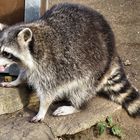 Waschbär mit Fresshäppchen