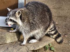 Waschbär mit Fresshäppchen