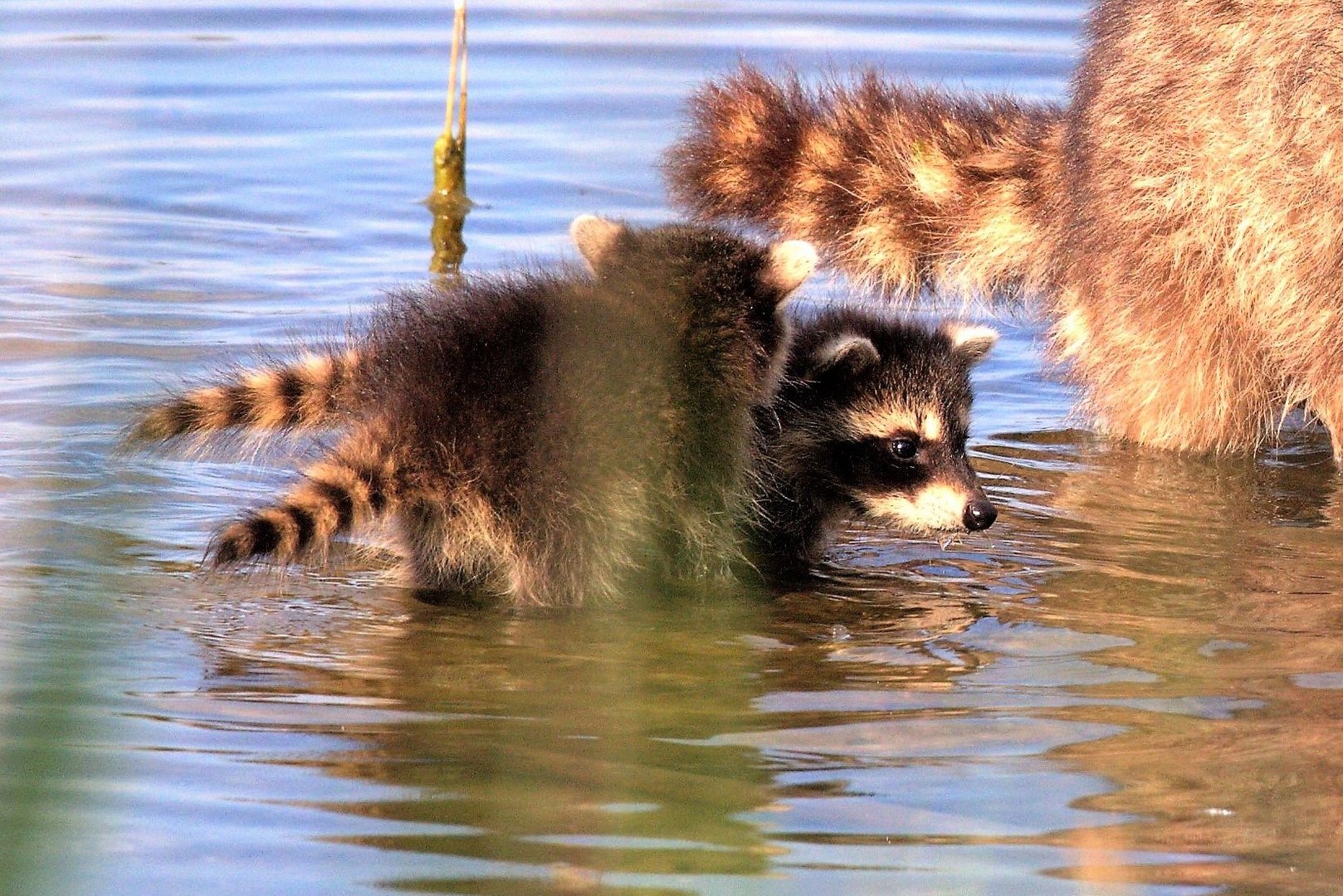 Waschbär mit Jungen auf Entdeckungstour