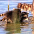 Waschbär mit Jungen auf Entdeckungstour