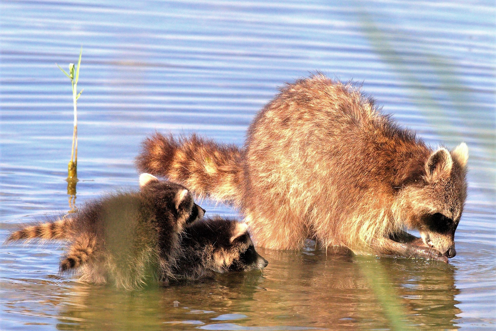 Waschbär mit Jungen auf Entdeckungstour