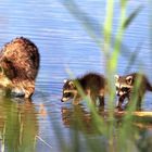 Waschbär mit Jungen auf Entdeckungstour